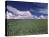 Green Wheat Field, Clouds, Agriculture Fruitland, Idaho, USA-Gerry Reynolds-Stretched Canvas