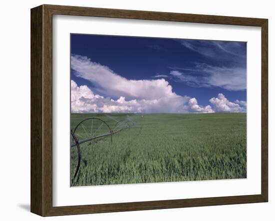 Green Wheat Field, Clouds, Agriculture Fruitland, Idaho, USA-Gerry Reynolds-Framed Premium Photographic Print