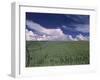 Green Wheat Field, Clouds, Agriculture Fruitland, Idaho, USA-Gerry Reynolds-Framed Premium Photographic Print