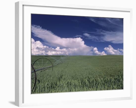 Green Wheat Field, Clouds, Agriculture Fruitland, Idaho, USA-Gerry Reynolds-Framed Photographic Print