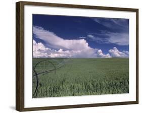 Green Wheat Field, Clouds, Agriculture Fruitland, Idaho, USA-Gerry Reynolds-Framed Photographic Print