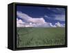 Green Wheat Field, Clouds, Agriculture Fruitland, Idaho, USA-Gerry Reynolds-Framed Stretched Canvas