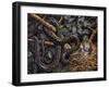 Green Whip Snake or Western Whip Snake (Hierophis Viridiflavus), Colubridae-null-Framed Giclee Print