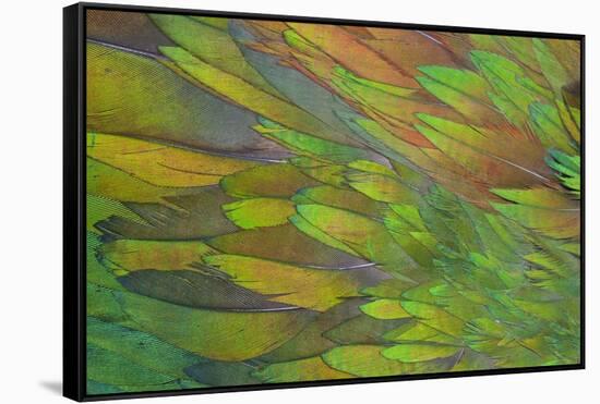 Green Wing Shoulder Design Nicobar Pigeon-Darrell Gulin-Framed Stretched Canvas