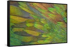 Green Wing Shoulder Design Nicobar Pigeon-Darrell Gulin-Framed Stretched Canvas