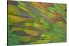 Green Wing Shoulder Design Nicobar Pigeon-Darrell Gulin-Stretched Canvas