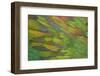 Green Wing Shoulder Design Nicobar Pigeon-Darrell Gulin-Framed Photographic Print