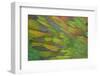 Green Wing Shoulder Design Nicobar Pigeon-Darrell Gulin-Framed Photographic Print