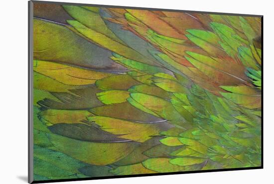 Green Wing Shoulder Design Nicobar Pigeon-Darrell Gulin-Mounted Photographic Print