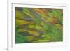 Green Wing Shoulder Design Nicobar Pigeon-Darrell Gulin-Framed Photographic Print