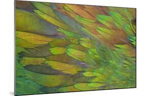 Green Wing Shoulder Design Nicobar Pigeon-Darrell Gulin-Mounted Photographic Print