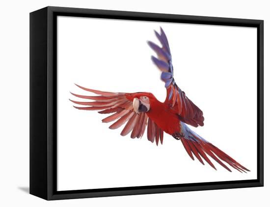 Green Winged Macaw {Ara Chloroptera} in Flight, Captive-Mark Taylor-Framed Stretched Canvas