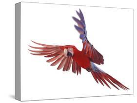 Green Winged Macaw {Ara Chloroptera} in Flight, Captive-Mark Taylor-Stretched Canvas