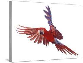 Green Winged Macaw {Ara Chloroptera} in Flight, Captive-Mark Taylor-Stretched Canvas