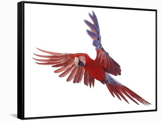Green Winged Macaw {Ara Chloroptera} in Flight, Captive-Mark Taylor-Framed Stretched Canvas
