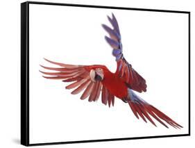 Green Winged Macaw {Ara Chloroptera} in Flight, Captive-Mark Taylor-Framed Stretched Canvas