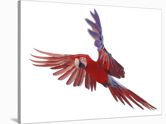 Green Winged Macaw {Ara Chloroptera} in Flight, Captive-Mark Taylor-Stretched Canvas