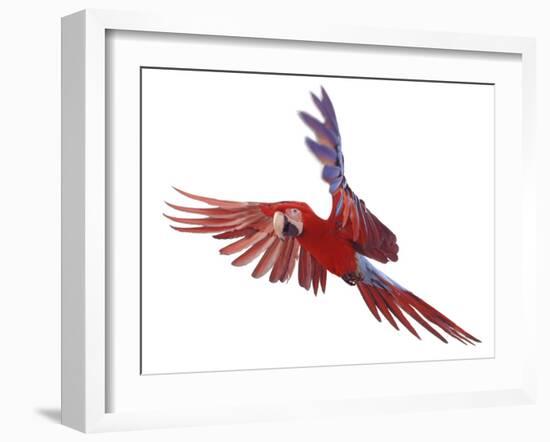 Green Winged Macaw {Ara Chloroptera} in Flight, Captive-Mark Taylor-Framed Premium Photographic Print