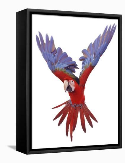 Green Winged Macaw {Ara Chloroptera} in Flight, Captive-Mark Taylor-Framed Stretched Canvas