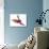 Green Winged Macaw {Ara Chloroptera} in Flight, Captive-Mark Taylor-Photographic Print displayed on a wall