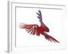 Green Winged Macaw {Ara Chloroptera} in Flight, Captive-Mark Taylor-Framed Photographic Print