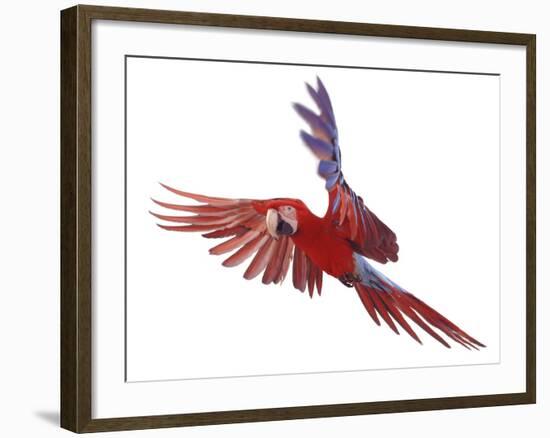 Green Winged Macaw {Ara Chloroptera} in Flight, Captive-Mark Taylor-Framed Photographic Print