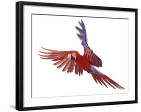 Green Winged Macaw {Ara Chloroptera} in Flight, Captive-Mark Taylor-Framed Photographic Print