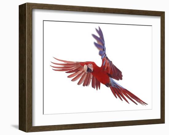 Green Winged Macaw {Ara Chloroptera} in Flight, Captive-Mark Taylor-Framed Photographic Print