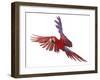 Green Winged Macaw {Ara Chloroptera} in Flight, Captive-Mark Taylor-Framed Photographic Print