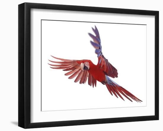 Green Winged Macaw {Ara Chloroptera} in Flight, Captive-Mark Taylor-Framed Photographic Print