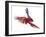 Green Winged Macaw {Ara Chloroptera} in Flight, Captive-Mark Taylor-Framed Photographic Print