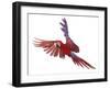 Green Winged Macaw {Ara Chloroptera} in Flight, Captive-Mark Taylor-Framed Photographic Print