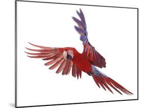 Green Winged Macaw {Ara Chloroptera} in Flight, Captive-Mark Taylor-Mounted Photographic Print