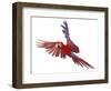 Green Winged Macaw {Ara Chloroptera} in Flight, Captive-Mark Taylor-Framed Photographic Print