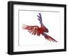 Green Winged Macaw {Ara Chloroptera} in Flight, Captive-Mark Taylor-Framed Photographic Print