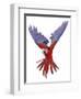 Green Winged Macaw {Ara Chloroptera} in Flight, Captive-Mark Taylor-Framed Photographic Print