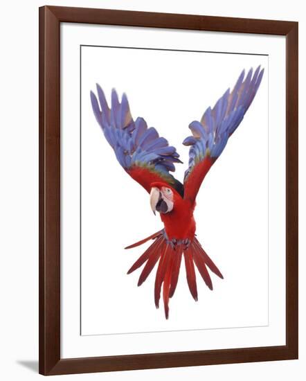 Green Winged Macaw {Ara Chloroptera} in Flight, Captive-Mark Taylor-Framed Photographic Print