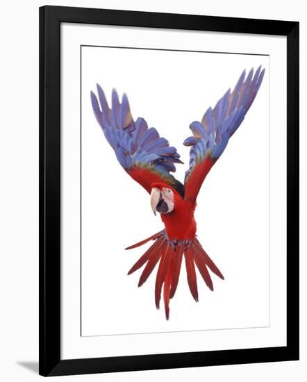 Green Winged Macaw {Ara Chloroptera} in Flight, Captive-Mark Taylor-Framed Photographic Print