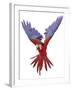 Green Winged Macaw {Ara Chloroptera} in Flight, Captive-Mark Taylor-Framed Photographic Print