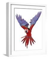 Green Winged Macaw {Ara Chloroptera} in Flight, Captive-Mark Taylor-Framed Photographic Print