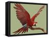 Green Winged Macaw {Ara Chloroptera} on Perch with Wings Spread. Captive. UK-Mark Taylor-Framed Stretched Canvas