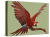 Green Winged Macaw {Ara Chloroptera} on Perch with Wings Spread. Captive. UK-Mark Taylor-Stretched Canvas