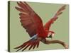 Green Winged Macaw {Ara Chloroptera} on Perch with Wings Spread. Captive. UK-Mark Taylor-Stretched Canvas