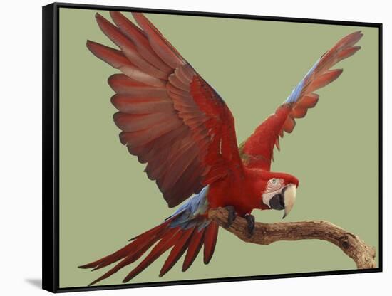 Green Winged Macaw {Ara Chloroptera} on Perch with Wings Spread. Captive. UK-Mark Taylor-Framed Stretched Canvas