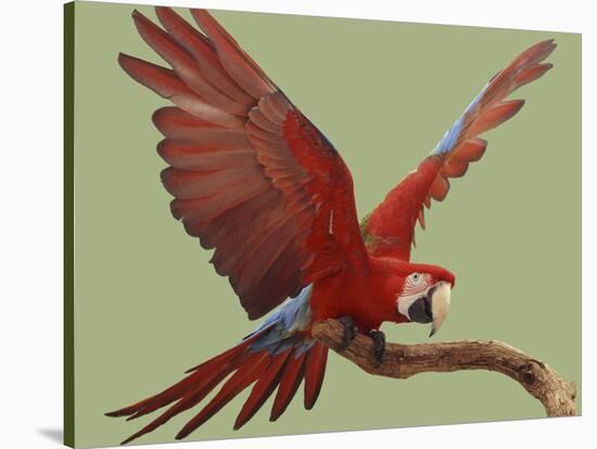 Green Winged Macaw {Ara Chloroptera} on Perch with Wings Spread. Captive. UK-Mark Taylor-Stretched Canvas