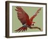 Green Winged Macaw {Ara Chloroptera} on Perch with Wings Spread. Captive. UK-Mark Taylor-Framed Premium Photographic Print