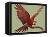 Green Winged Macaw {Ara Chloroptera} on Perch with Wings Spread. Captive. UK-Mark Taylor-Framed Stretched Canvas