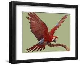 Green Winged Macaw {Ara Chloroptera} on Perch with Wings Spread. Captive. UK-Mark Taylor-Framed Photographic Print