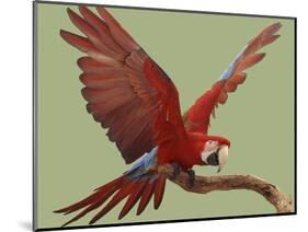 Green Winged Macaw {Ara Chloroptera} on Perch with Wings Spread. Captive. UK-Mark Taylor-Mounted Photographic Print