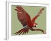 Green Winged Macaw {Ara Chloroptera} on Perch with Wings Spread. Captive. UK-Mark Taylor-Framed Photographic Print